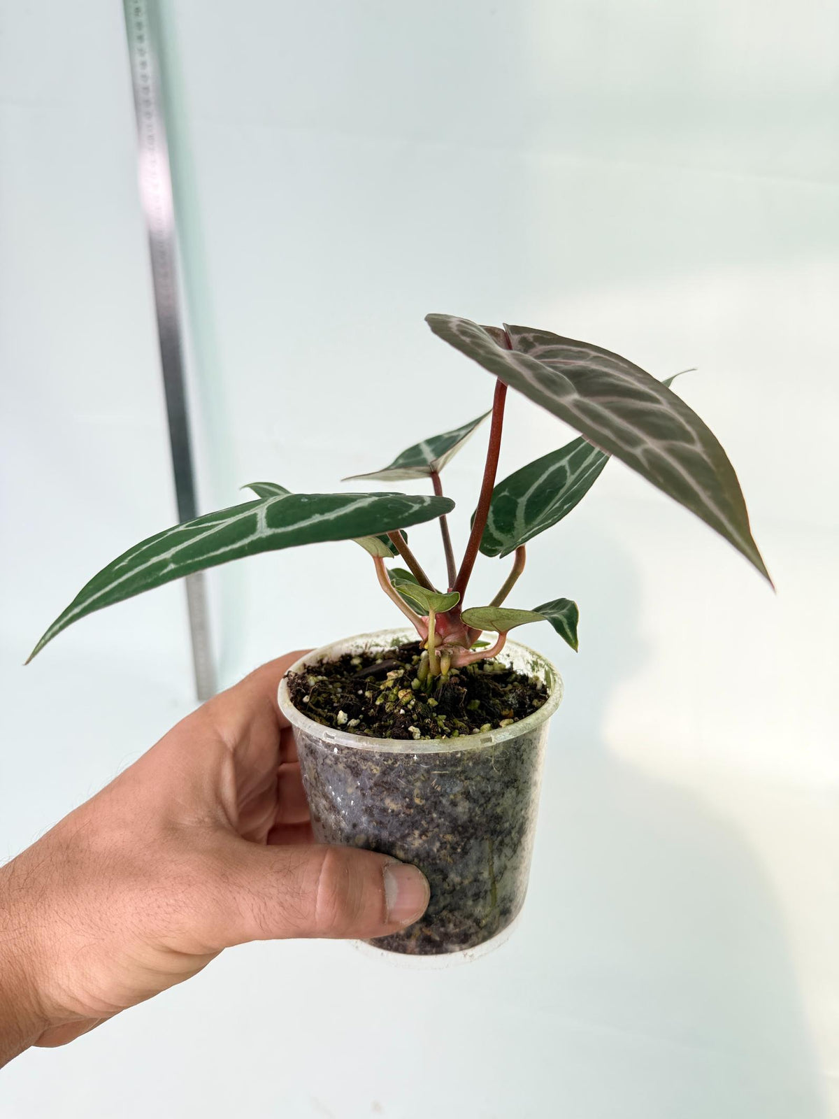Anthurium Michelle 7