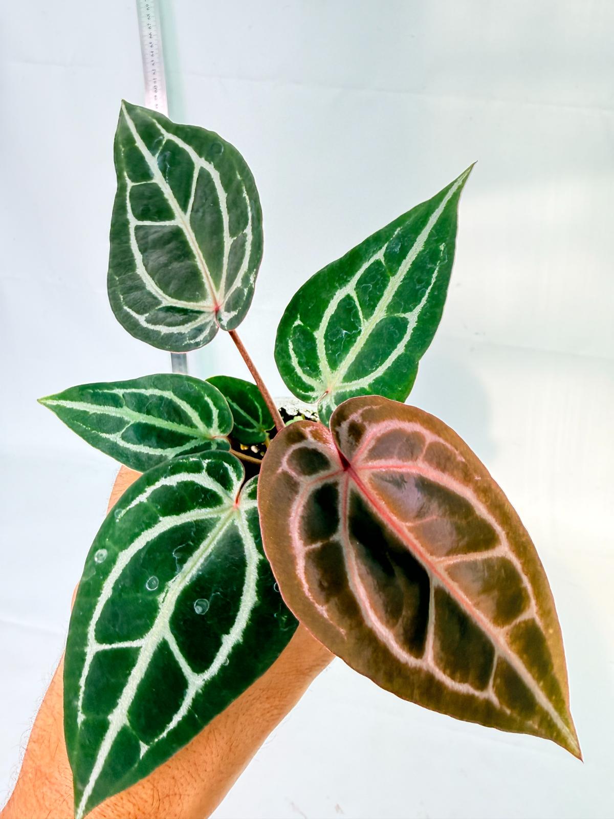 Anthurium Michelle 6