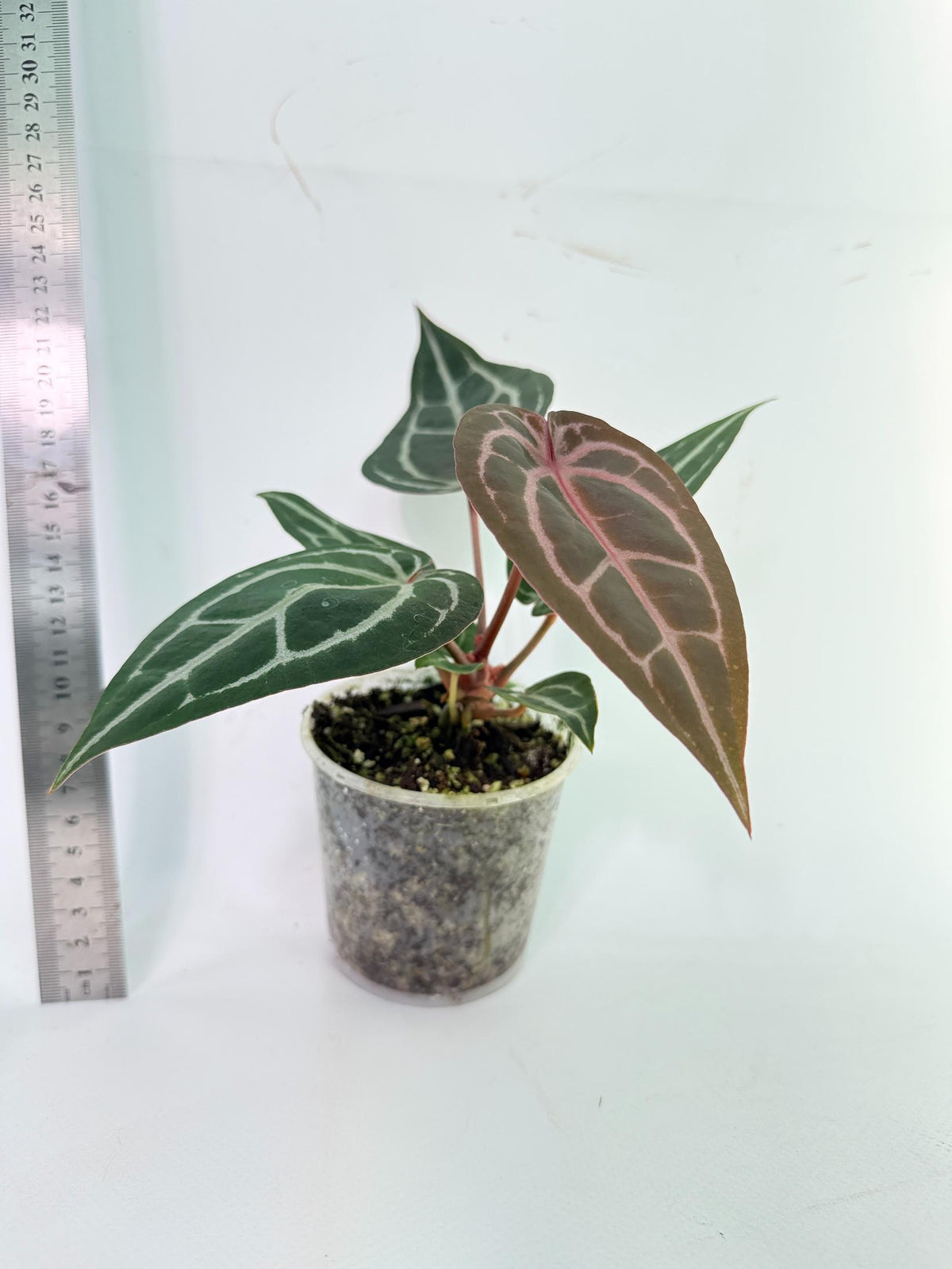 Anthurium Michelle 3