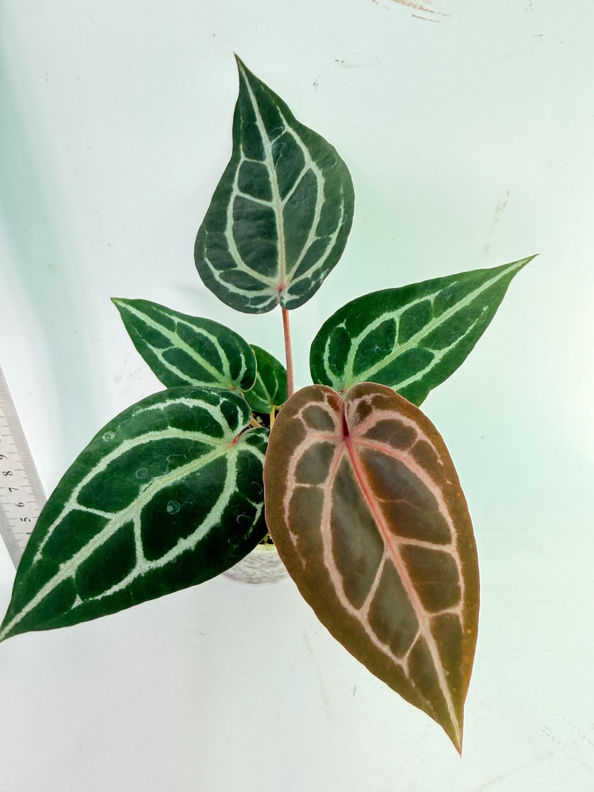 Anthurium Michelle 2