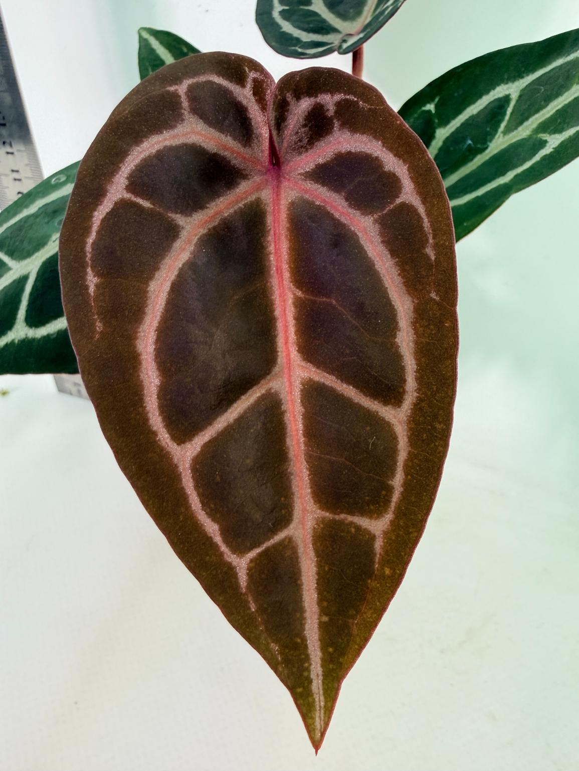Anthurium Michelle 1