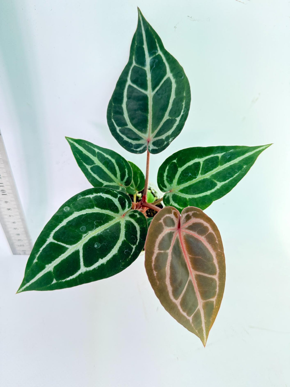 Anthurium Michelle 4