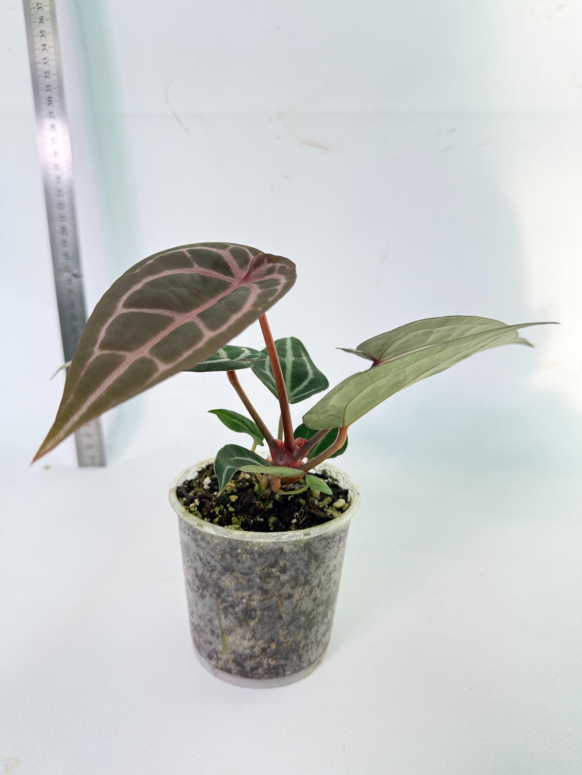Anthurium Michelle 5