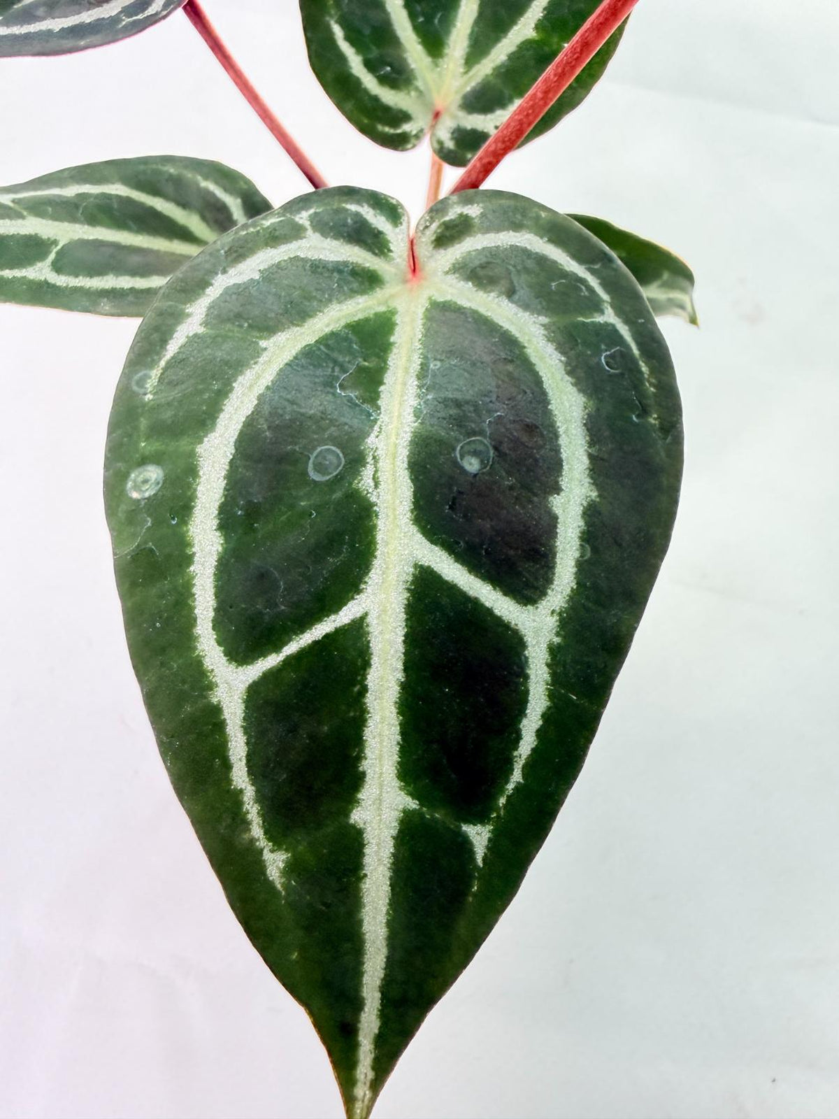 Anthurium Michelle 9