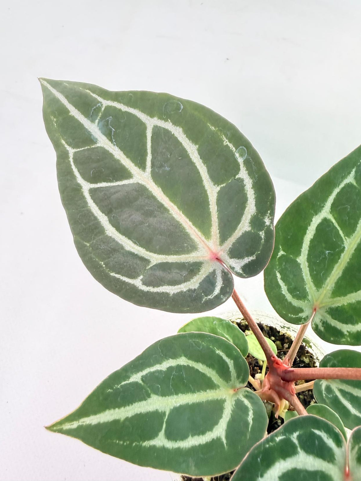 Anthurium Michelle 8