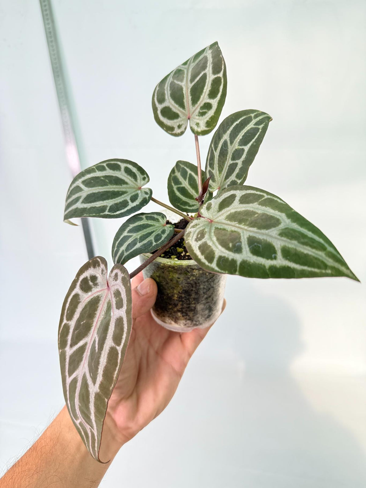 Anthurium Michelle 4