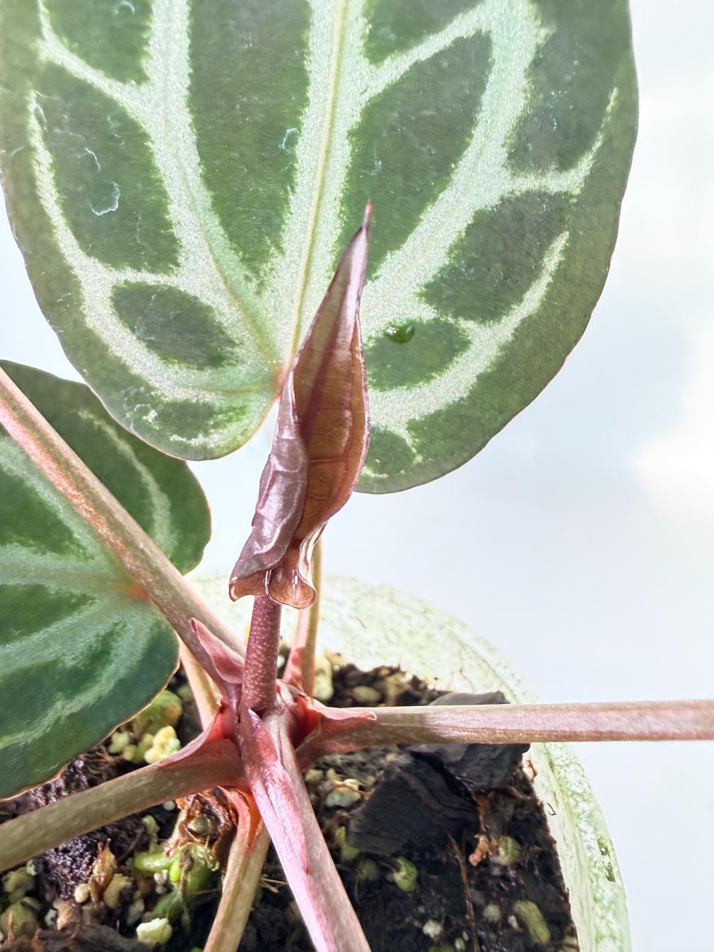 Anthurium Michelle 9