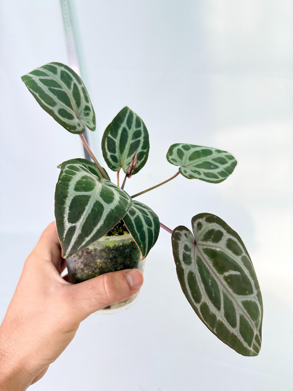 Anthurium Michelle 10