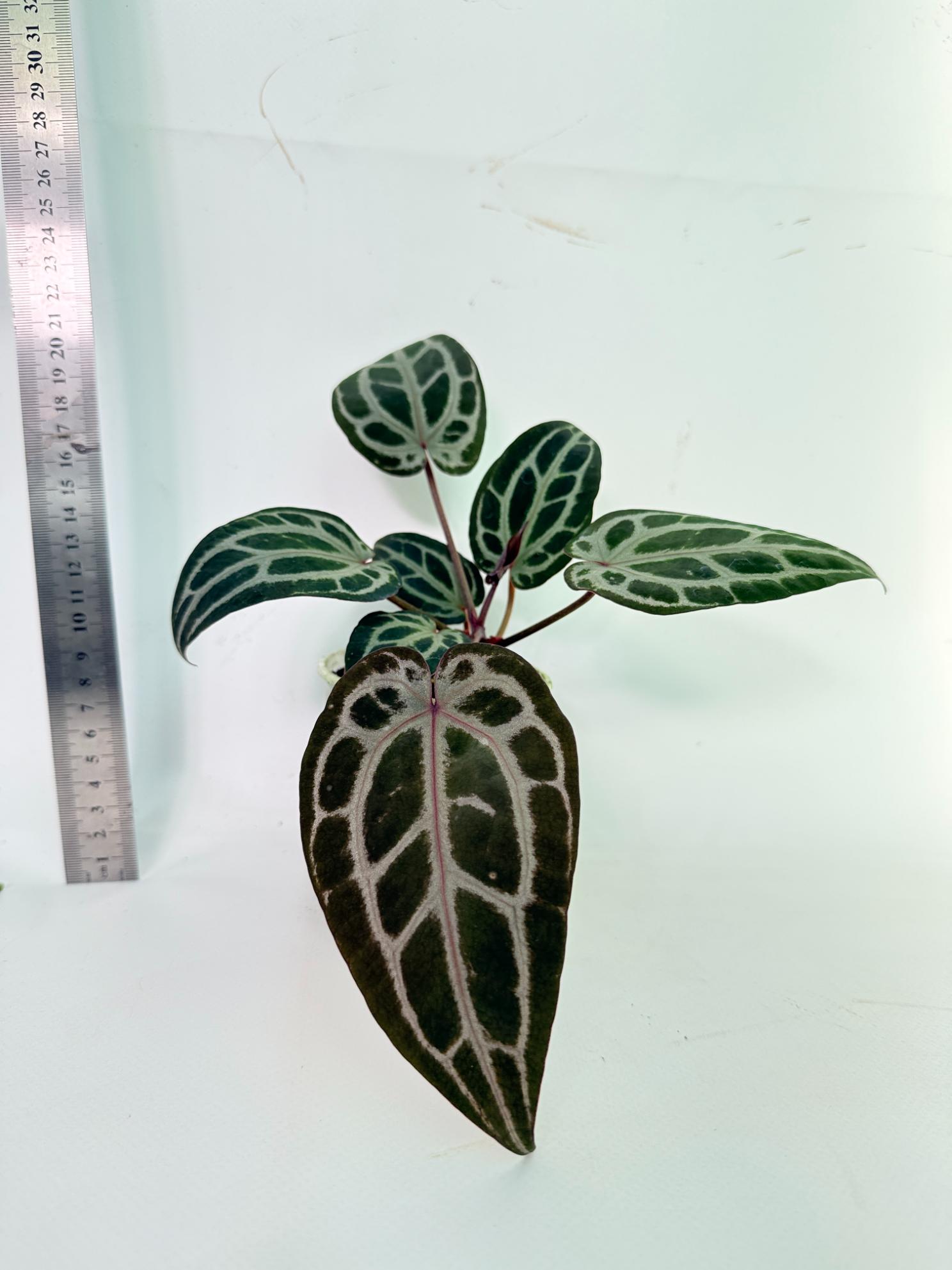 Anthurium Michelle | Welovetropicalplants