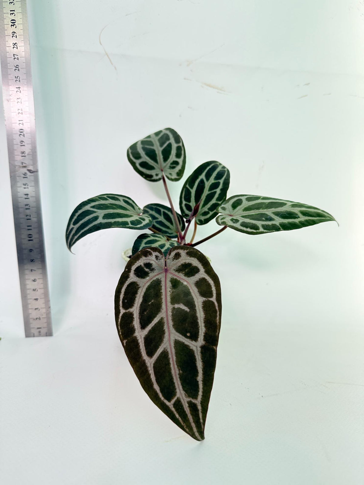 Anthurium Michelle 3