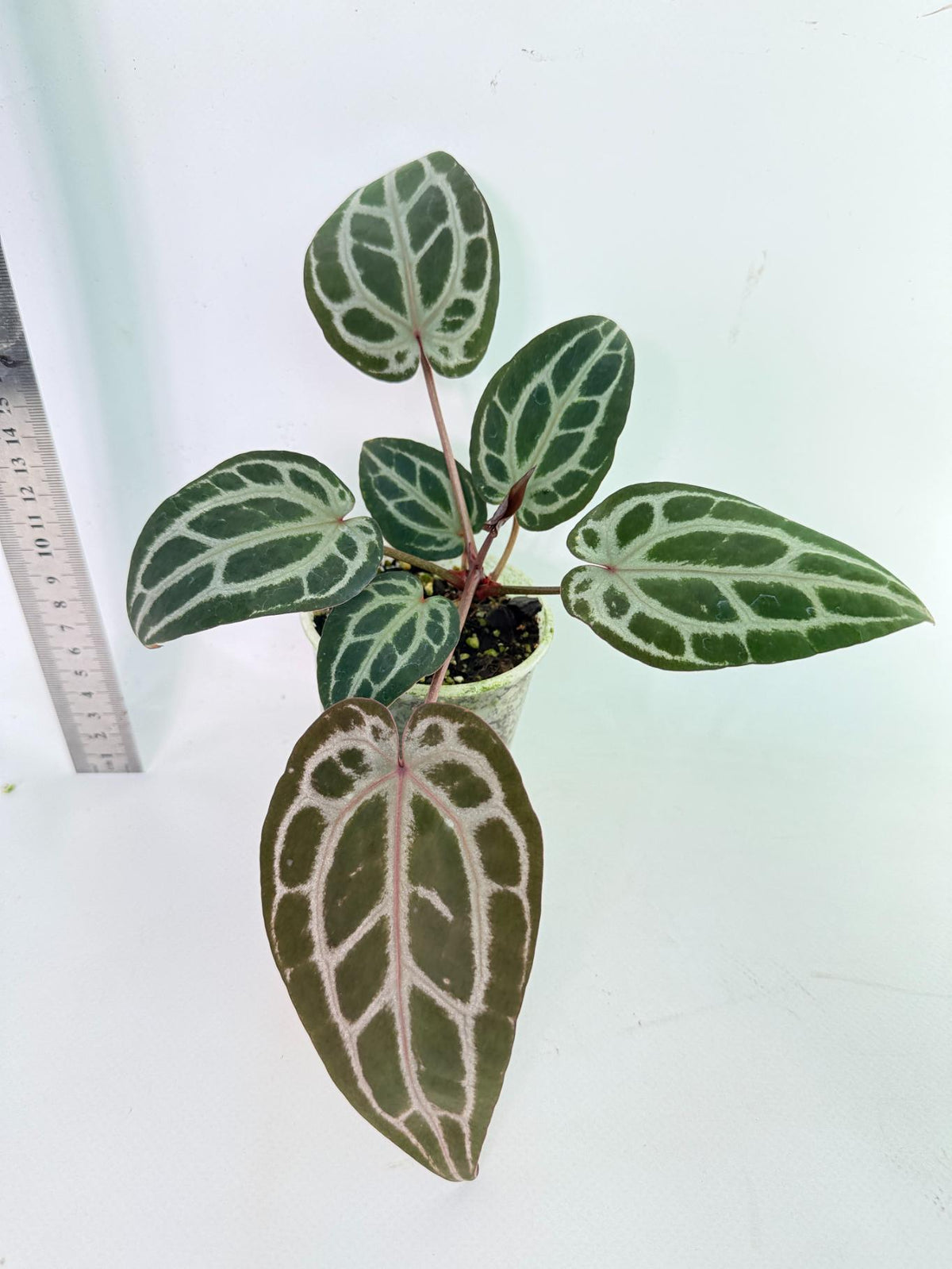 Anthurium Michelle 5