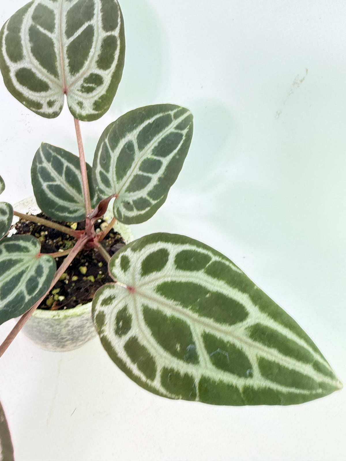 Anthurium Michelle 6