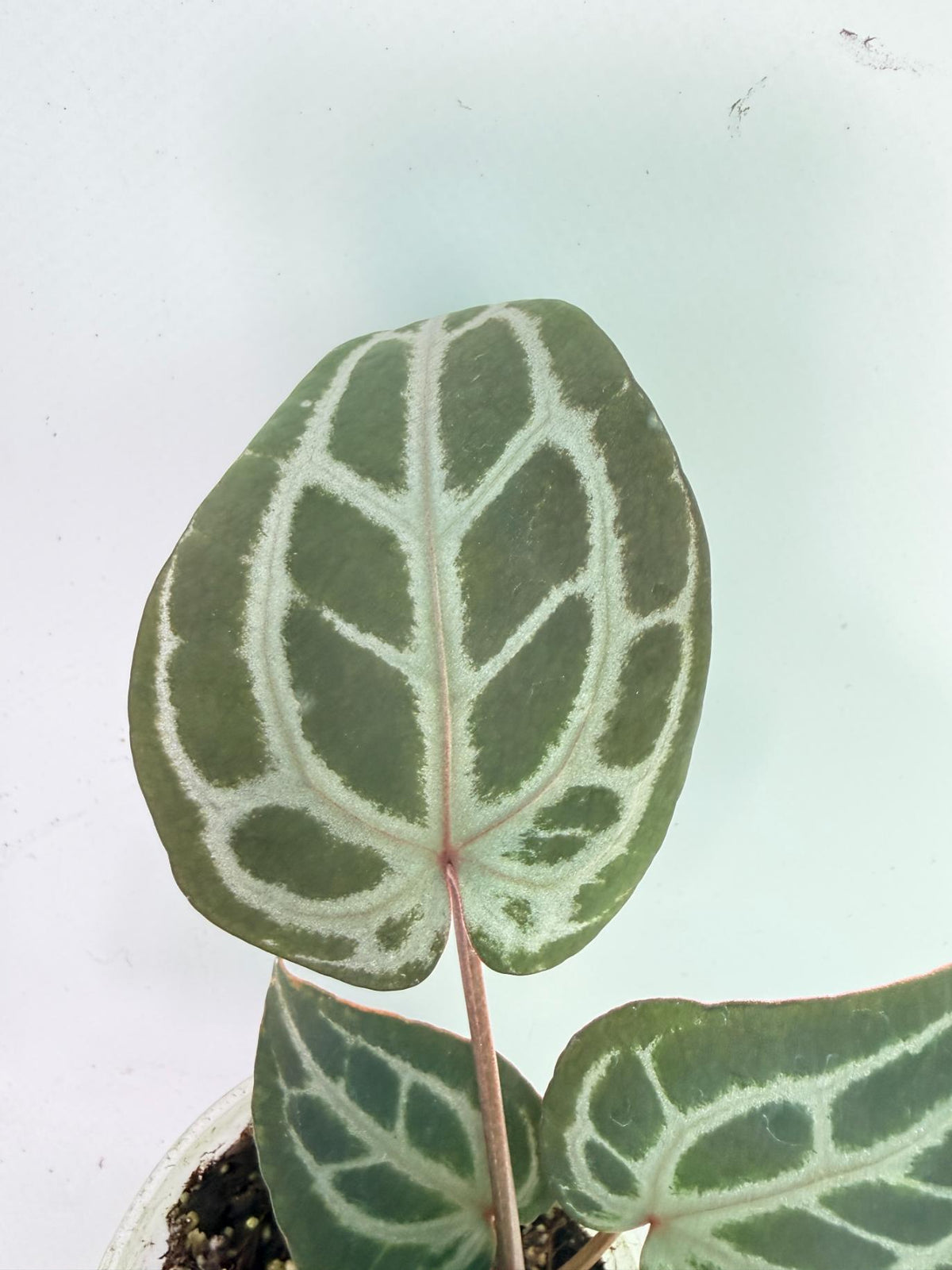 Anthurium Michelle 7