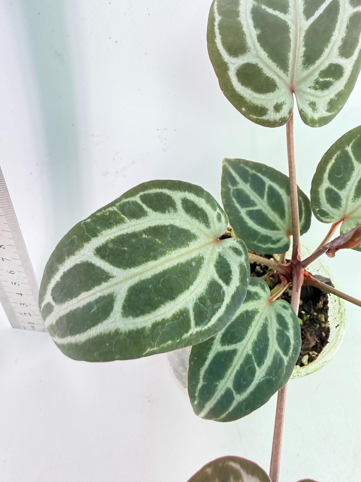 Anthurium Michelle 8