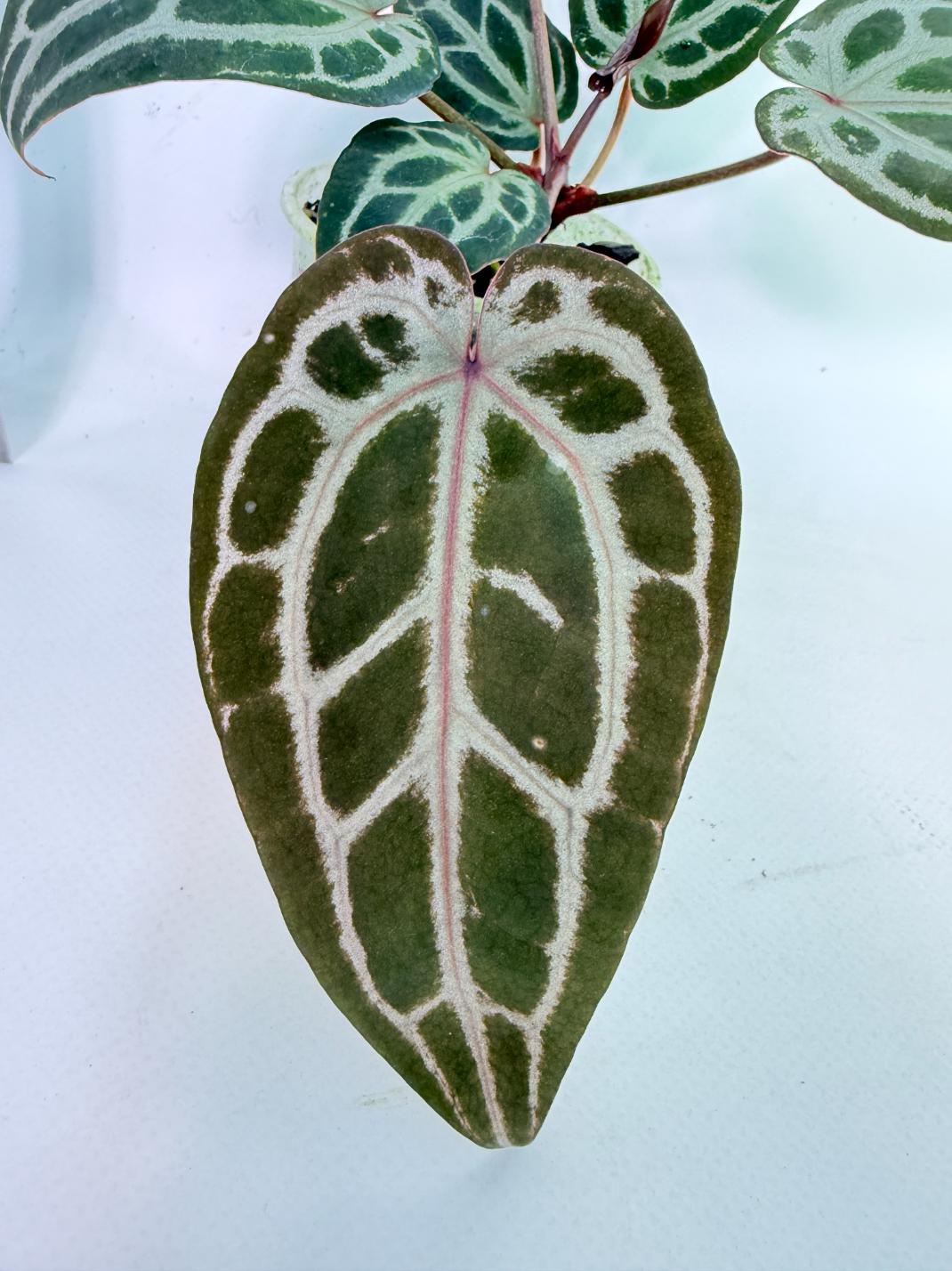 Anthurium Michelle 2