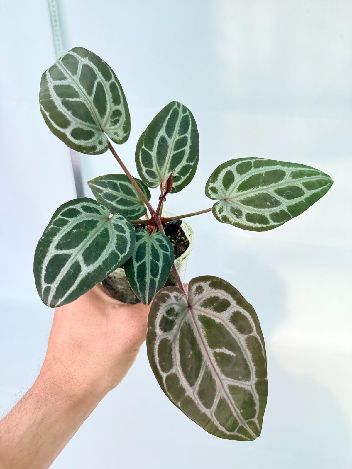 Anthurium Michelle 1