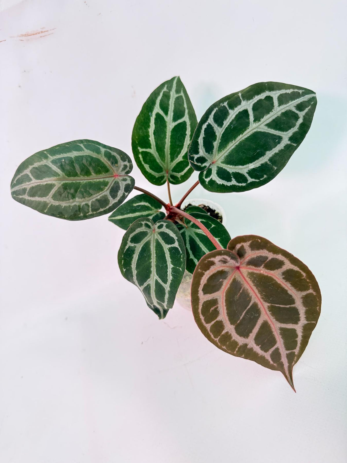 Anthurium Michelle 08