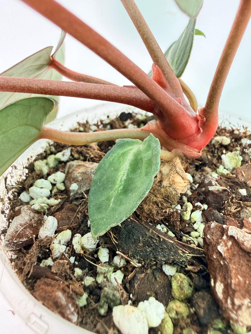Anthurium Michelle 09