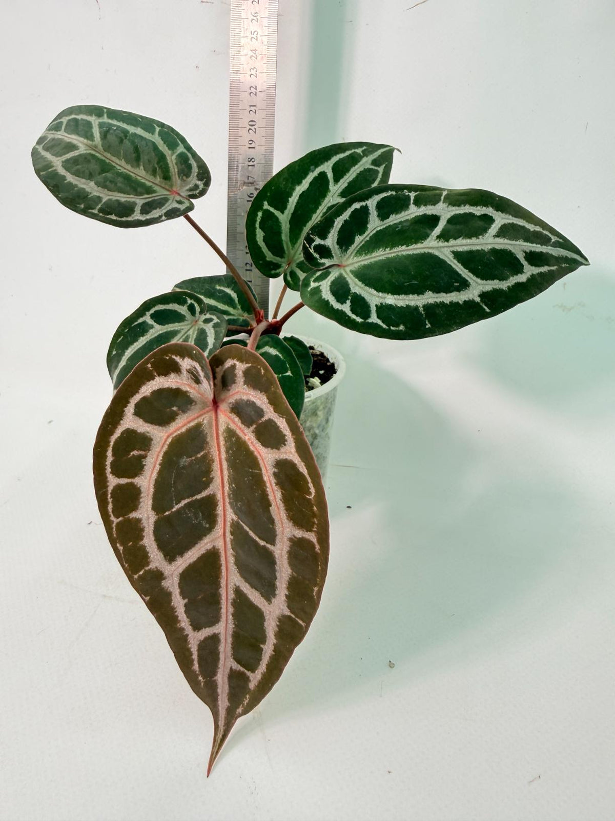 Anthurium Michelle 10