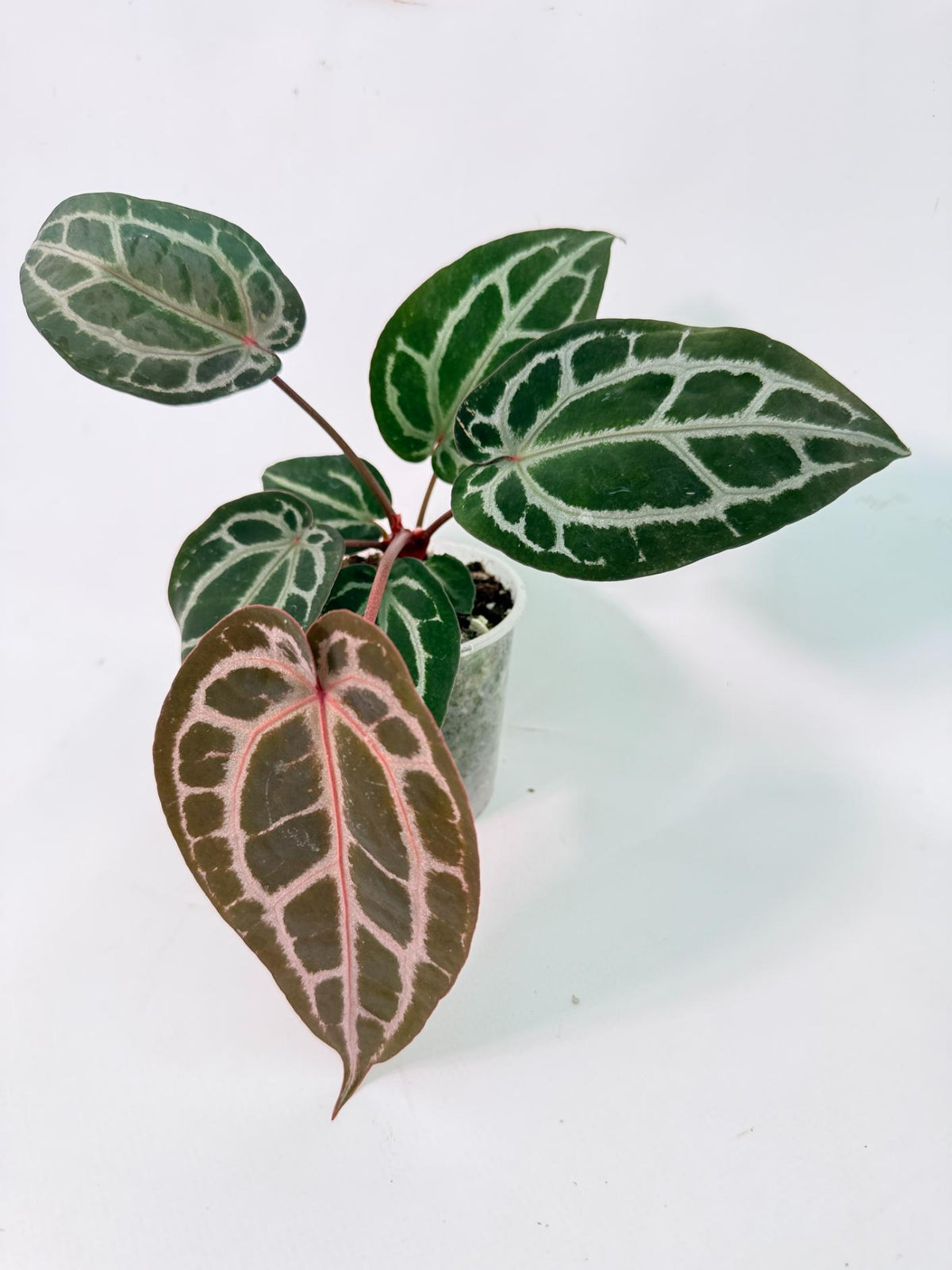 Anthurium Michelle 01