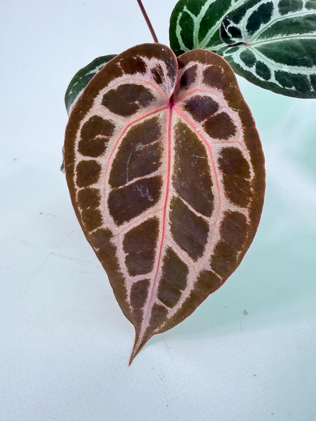 Anthurium Michelle 02