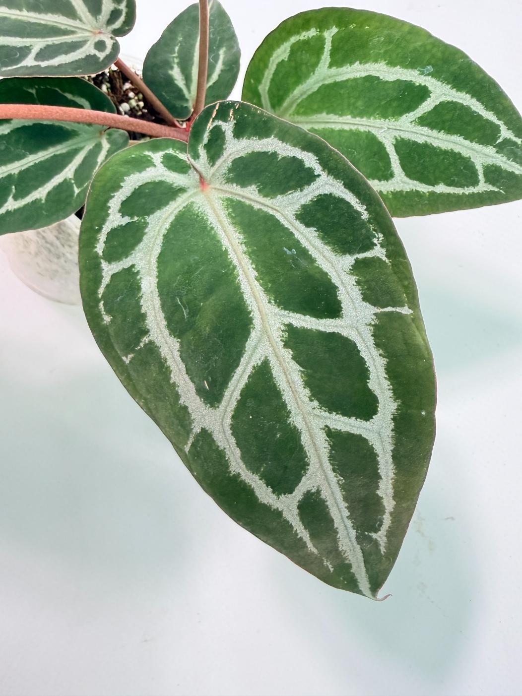 Anthurium Michelle 03