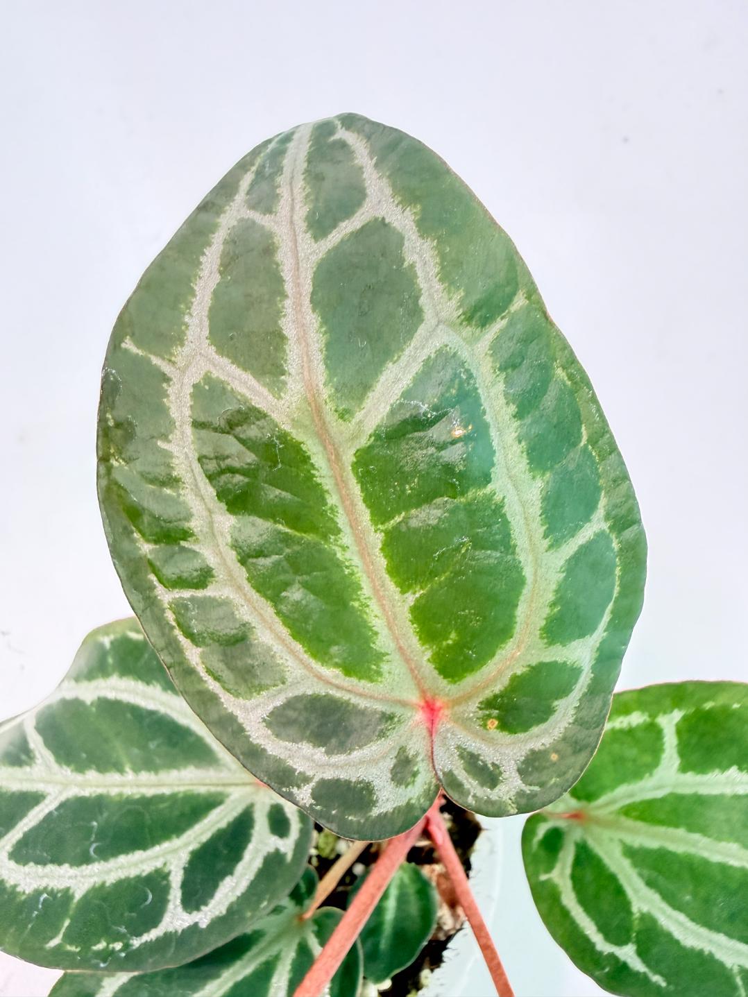 Anthurium Michelle 04