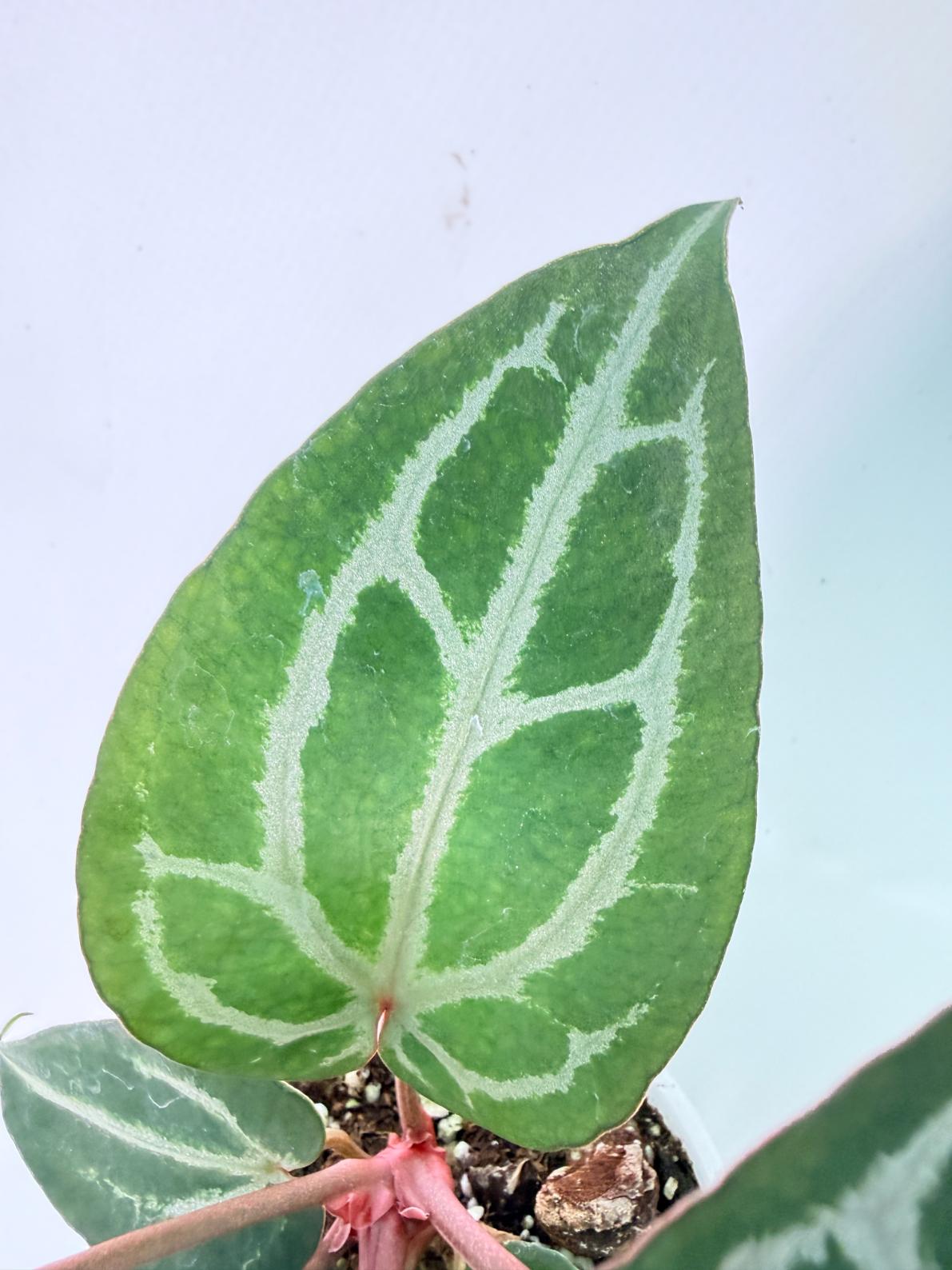 Anthurium Michelle 05