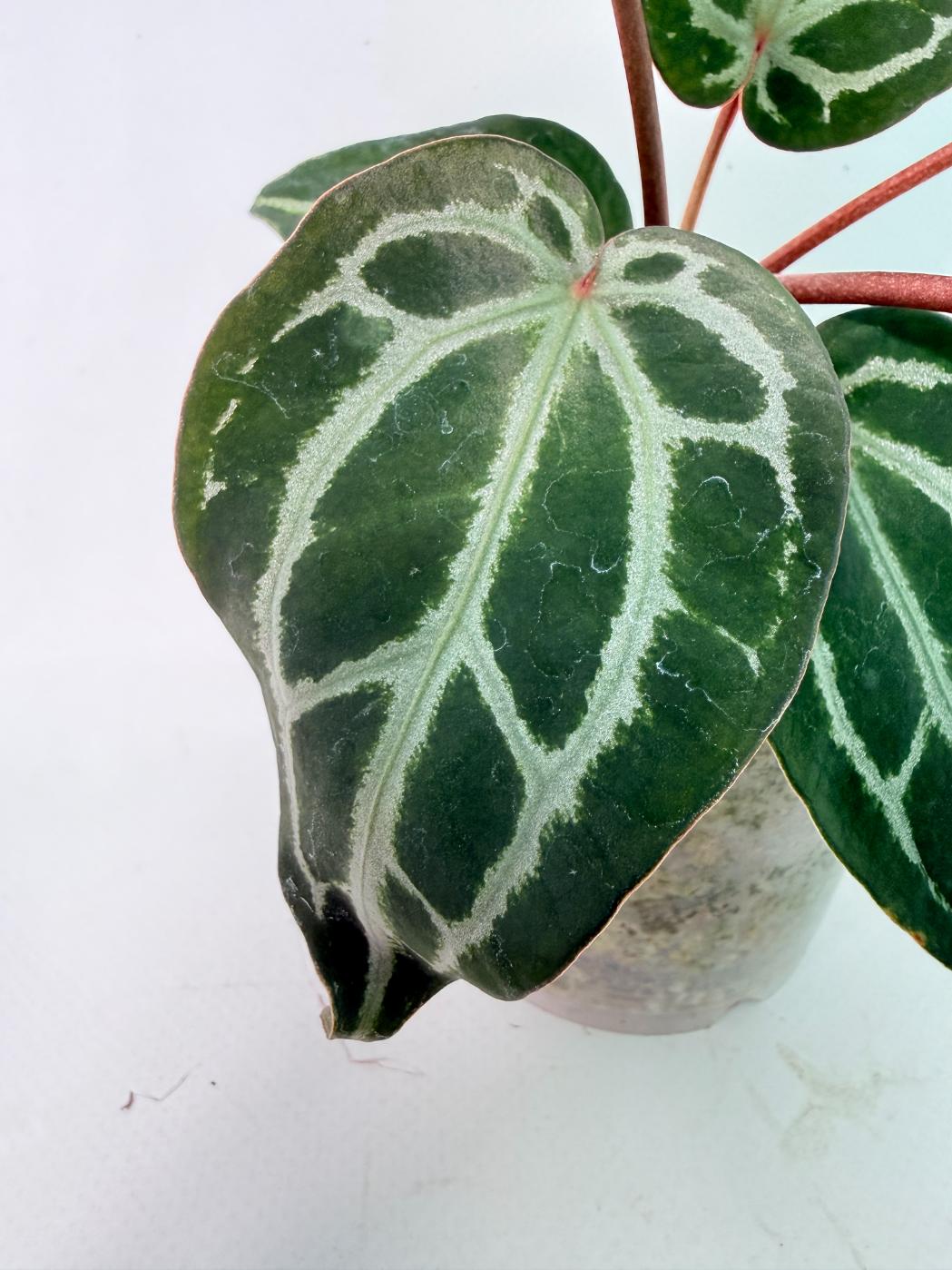 Anthurium Michelle 06