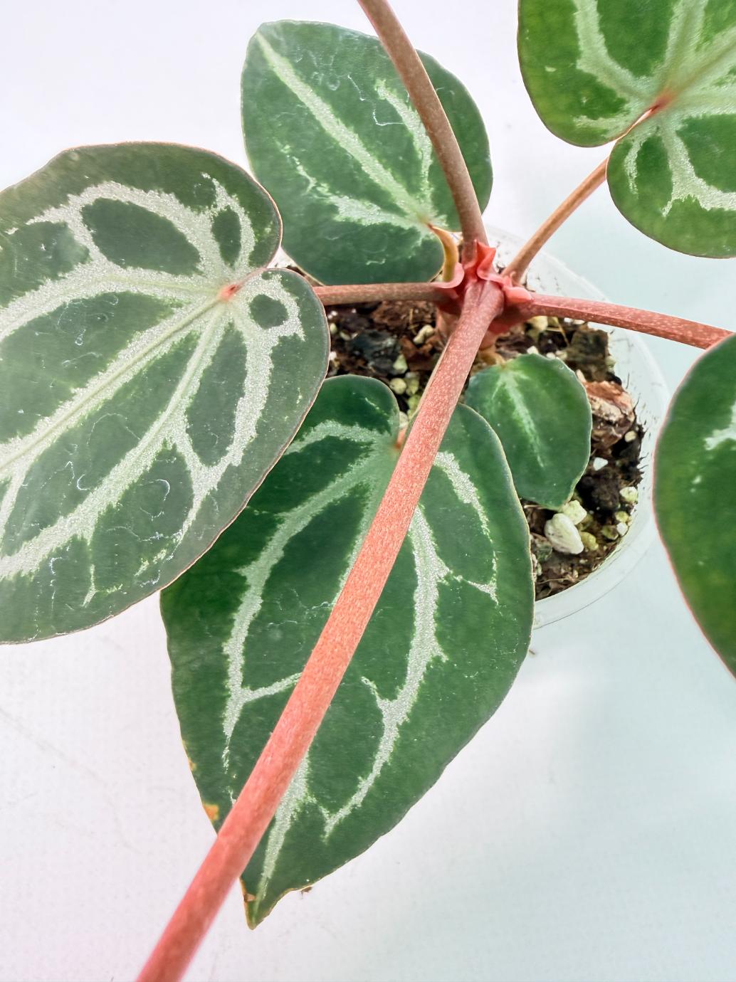 Anthurium Michelle 07