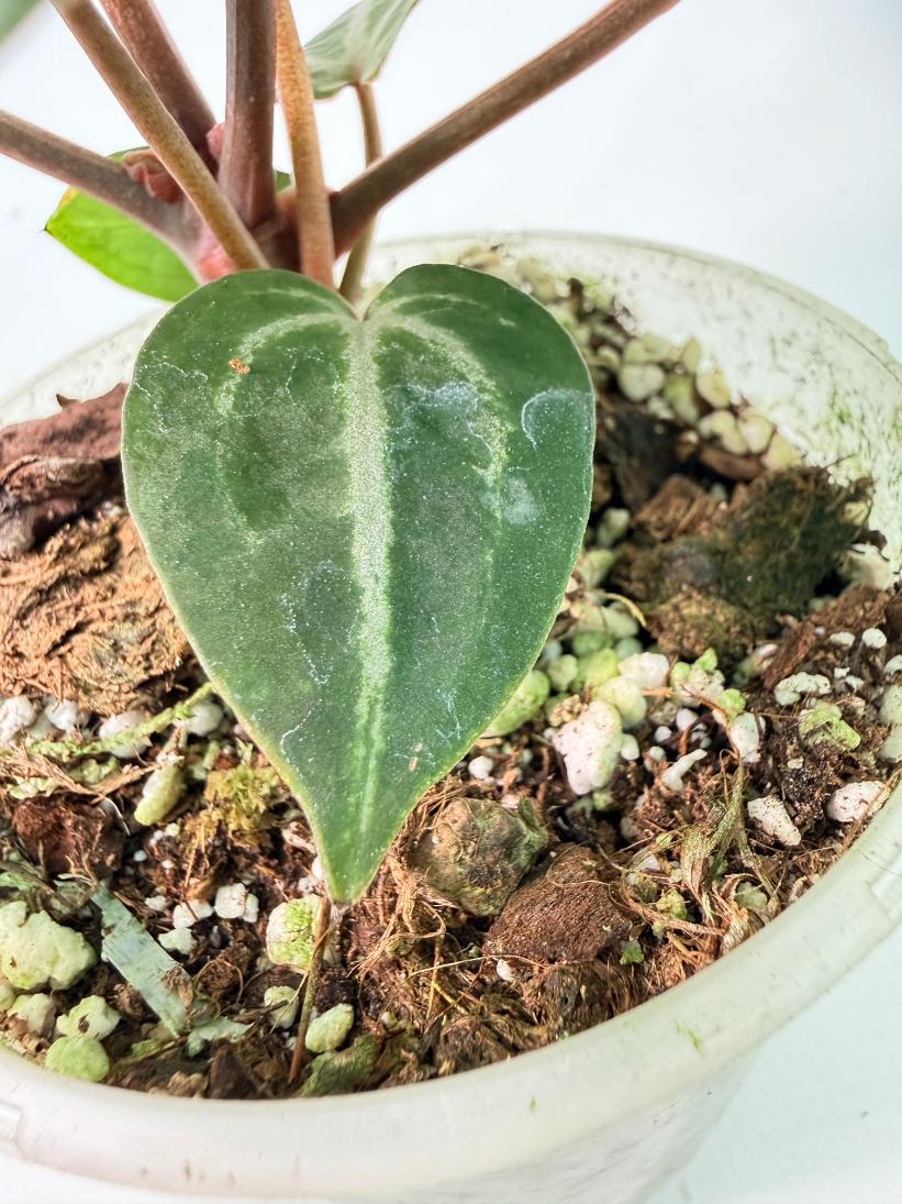 Anthurium Michelle 09