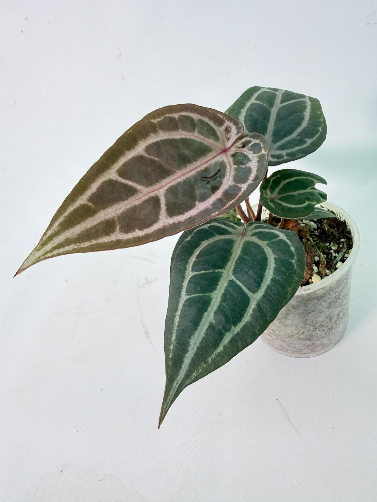 Anthurium Michelle 01