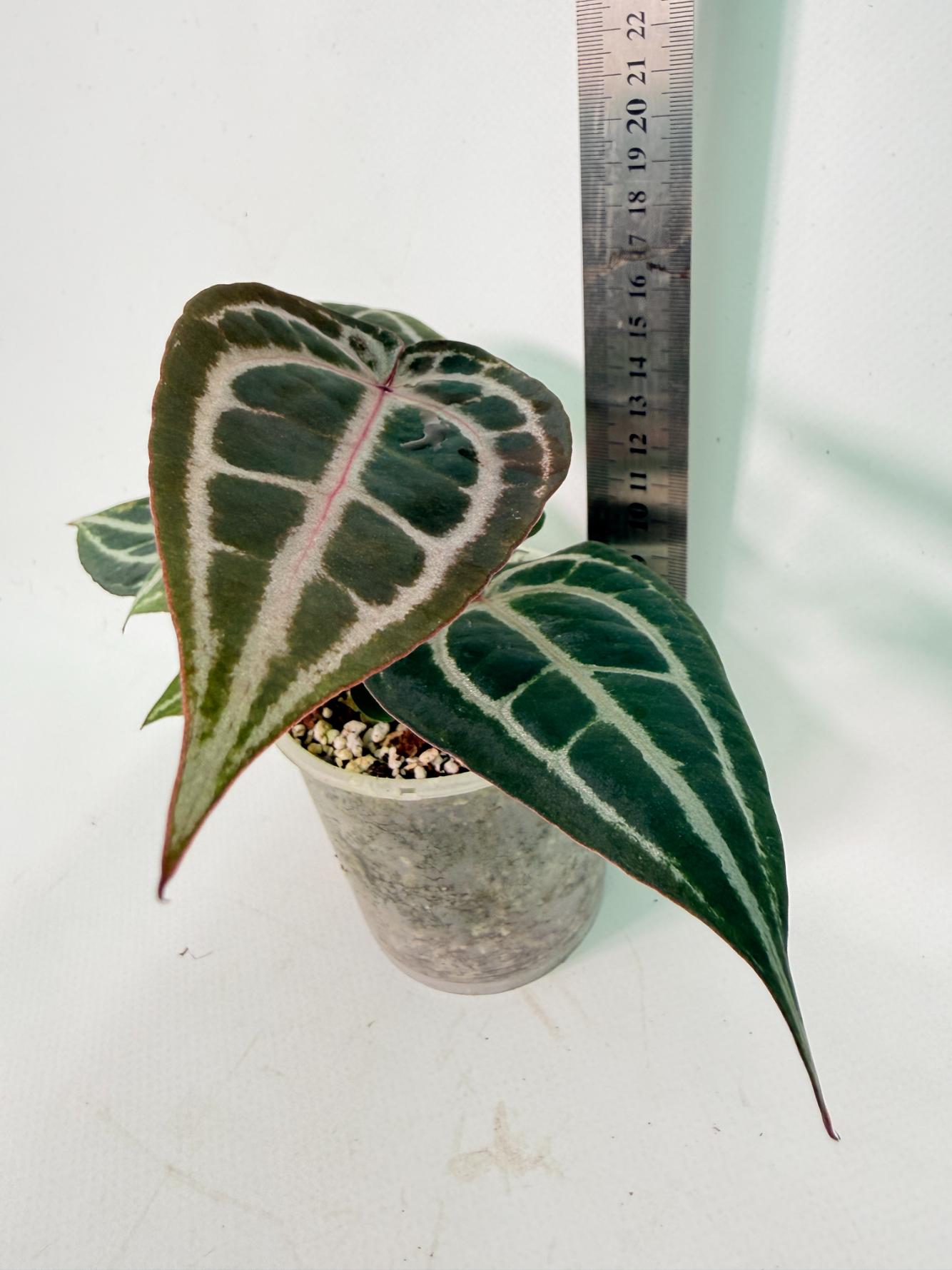 Anthurium Michelle | Welovetropicalplants