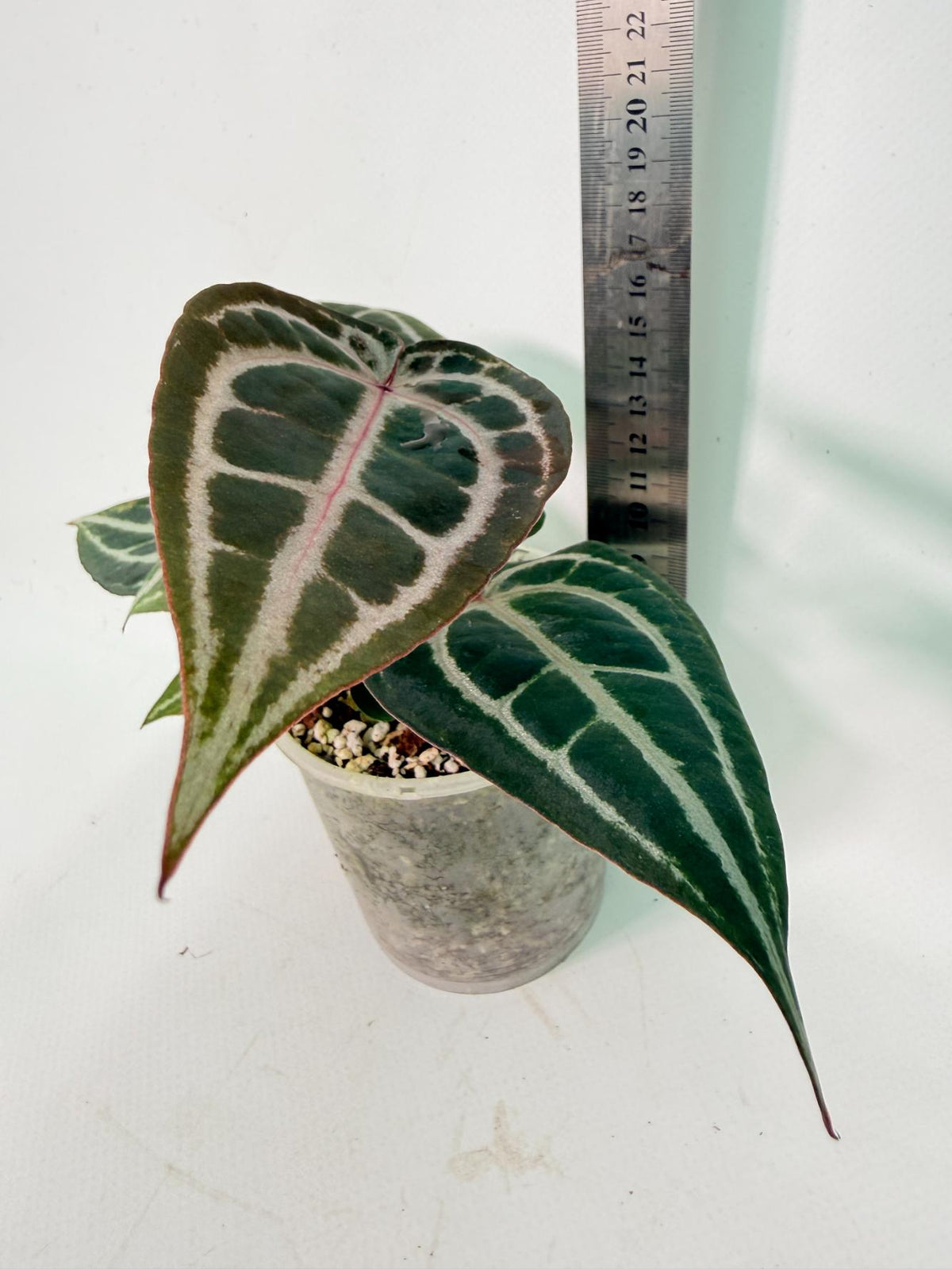 Anthurium Michelle 10