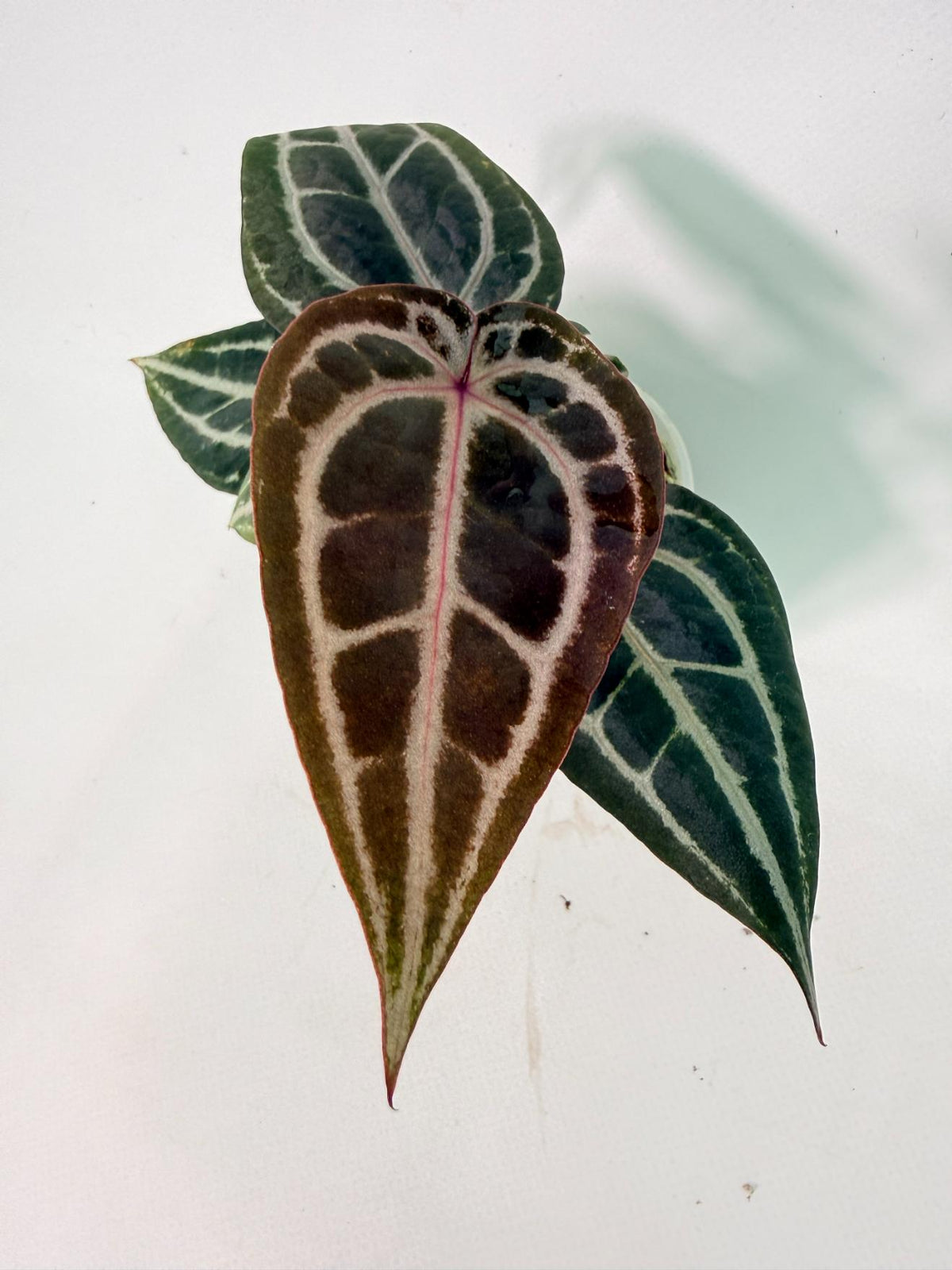 Anthurium Michelle 02