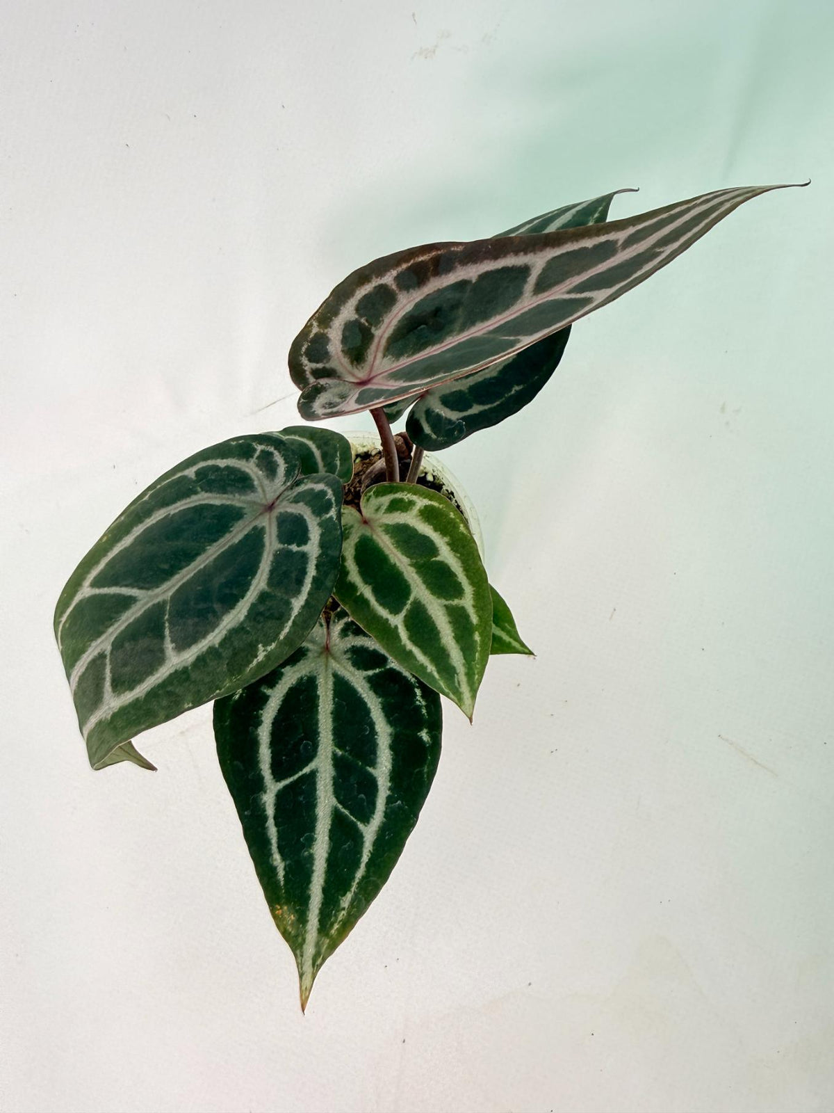 Anthurium Michelle 03