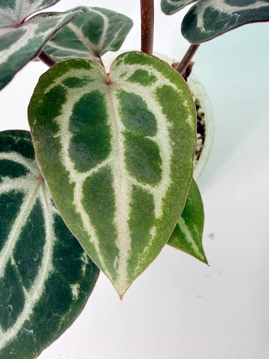 Anthurium Michelle 04