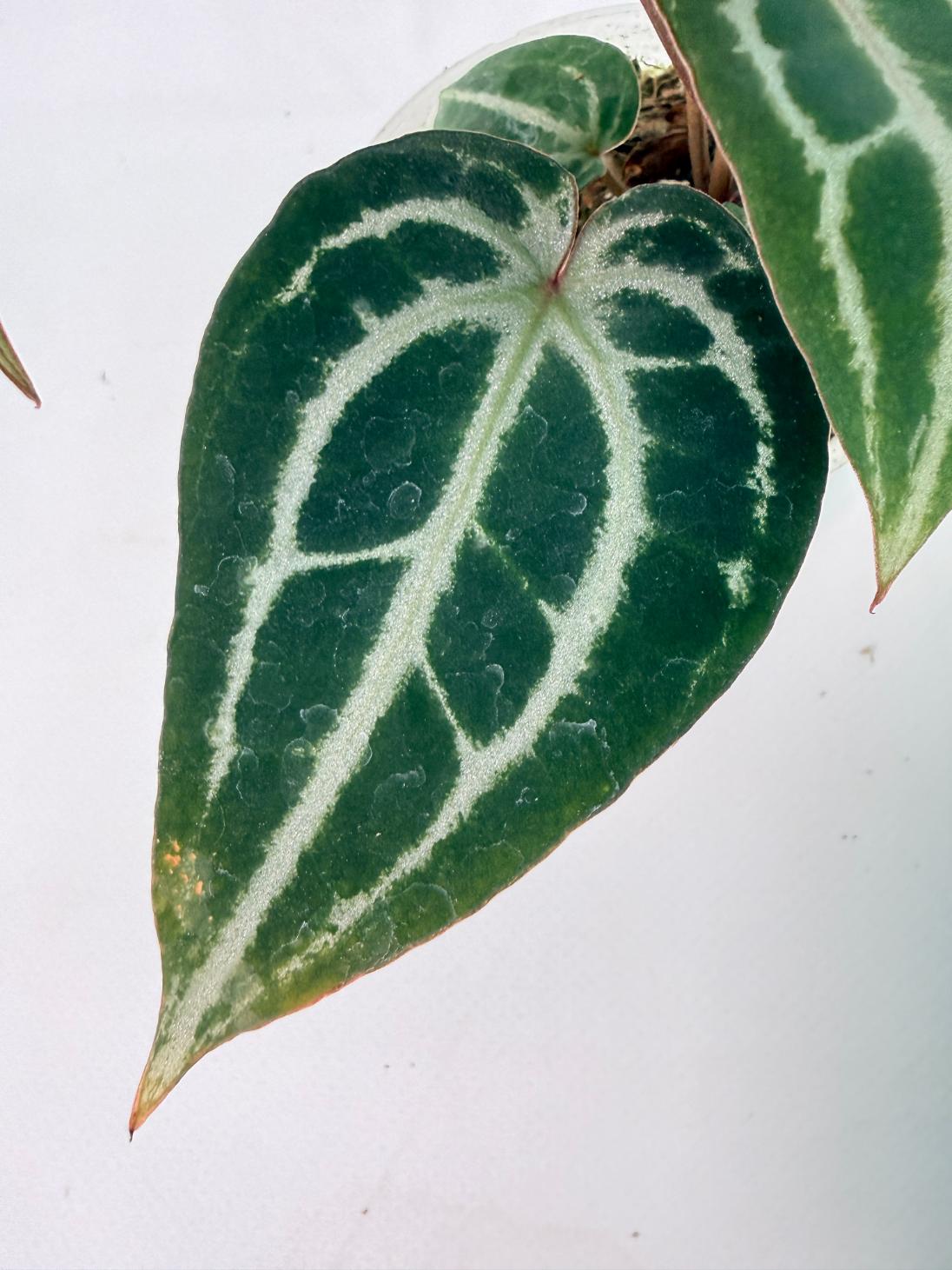 Anthurium Michelle 05