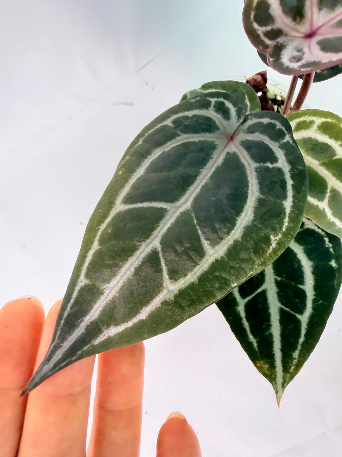 Anthurium Michelle 06