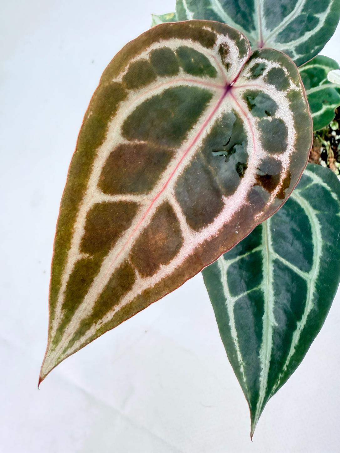 Anthurium Michelle 07