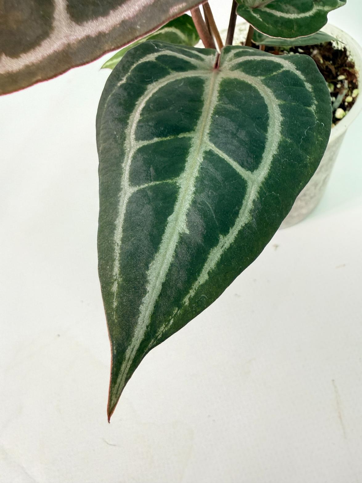Anthurium Michelle 08