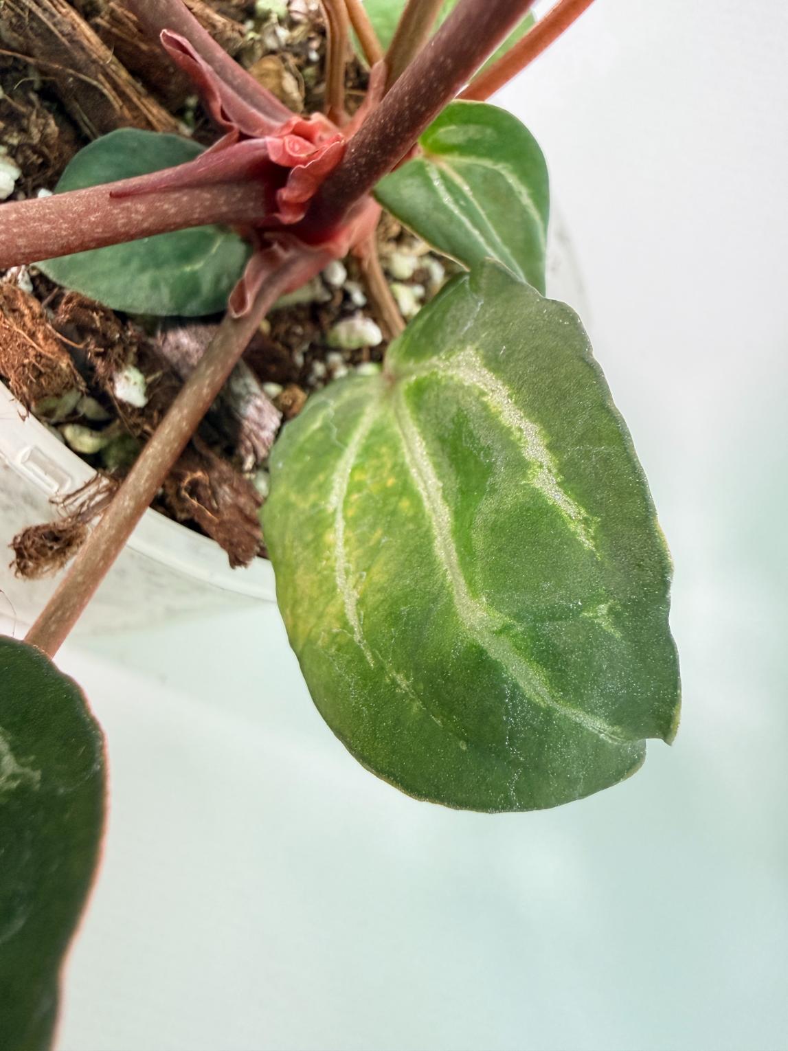 Anthurium Michelle 07