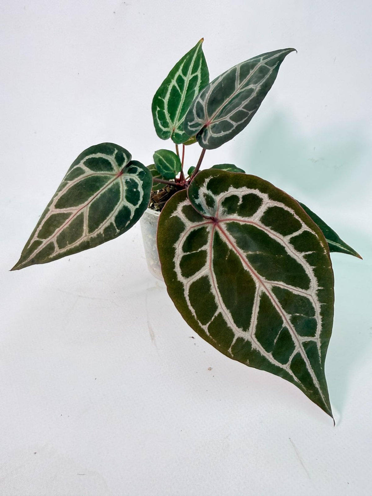 Anthurium Michelle 08