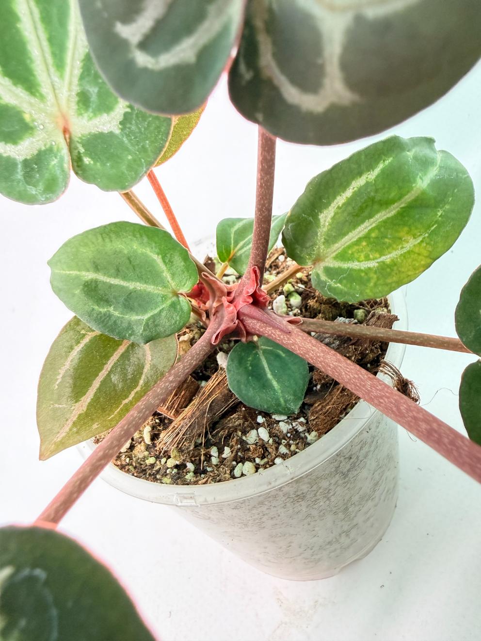 Anthurium Michelle 09