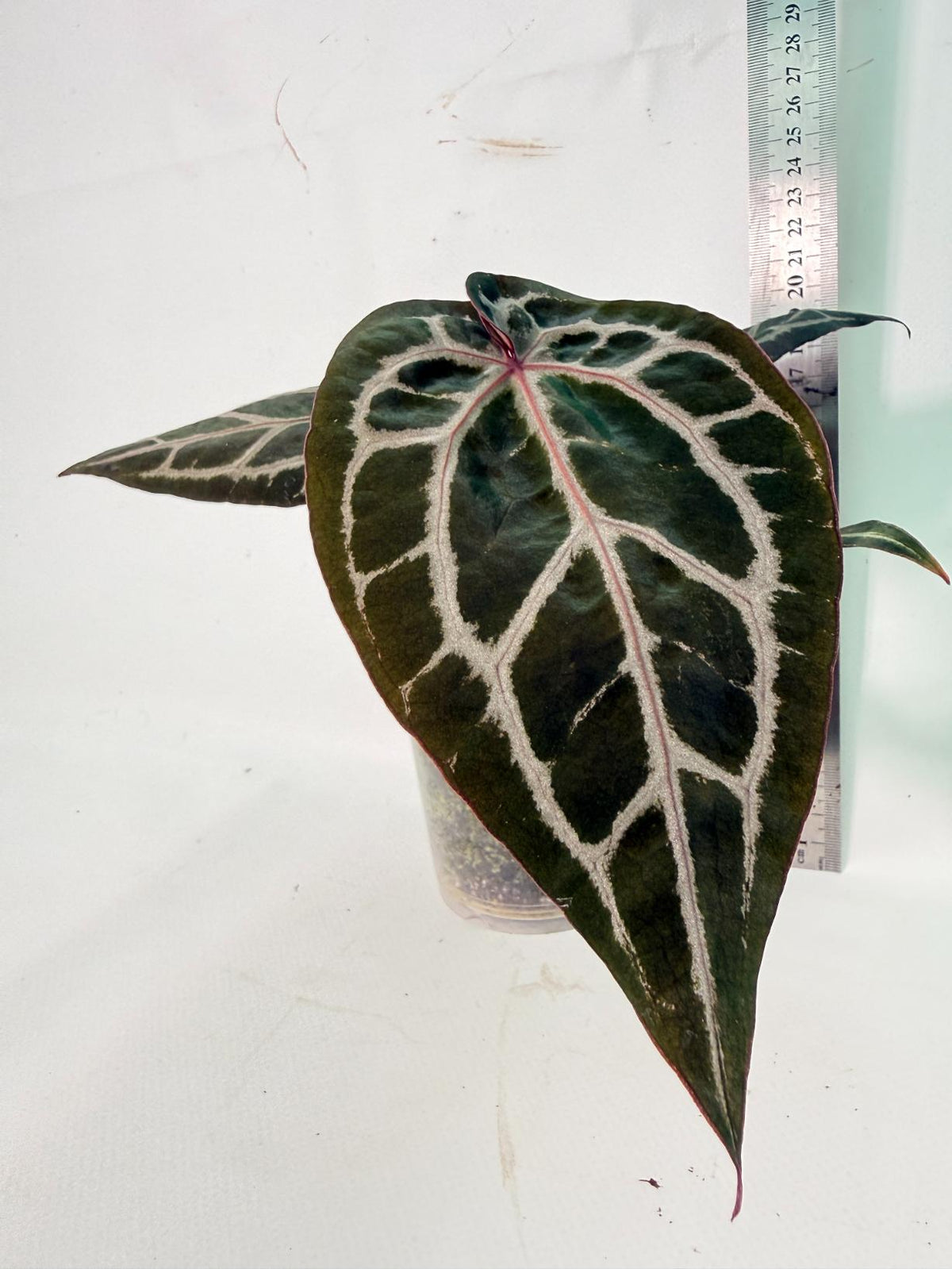 Anthurium Michelle 10