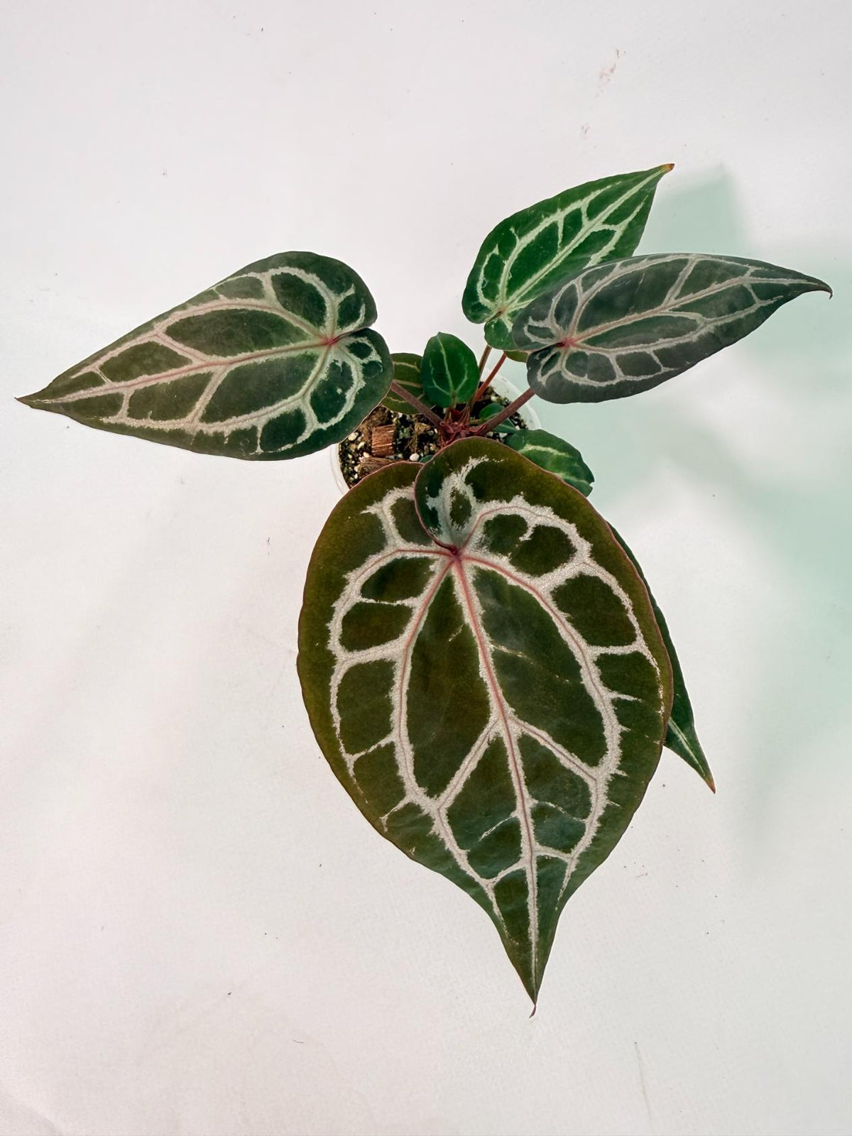 Anthurium Michelle 01