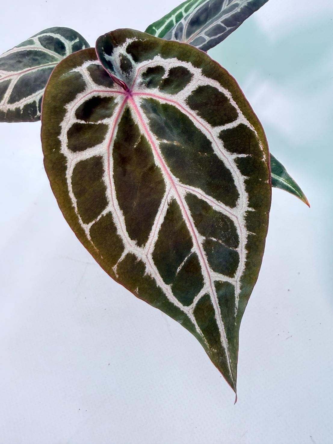 Anthurium Michelle 02