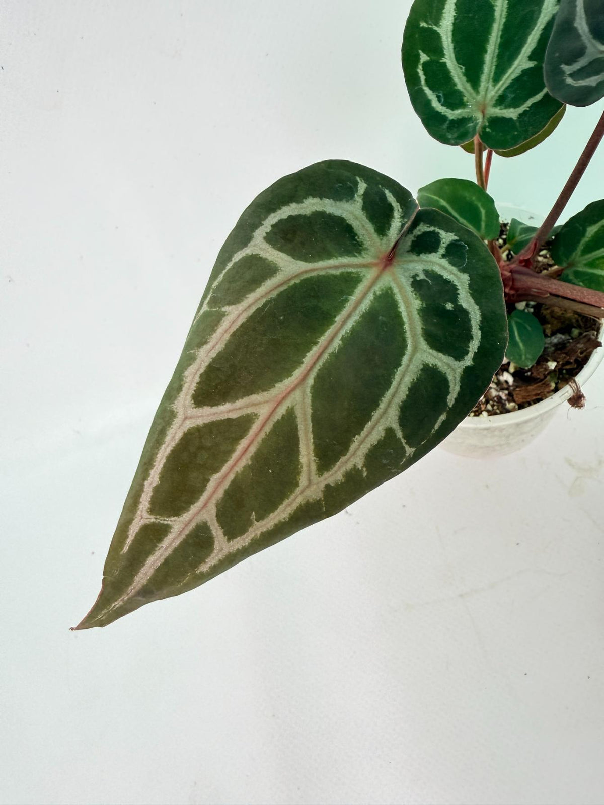 Anthurium Michelle 03