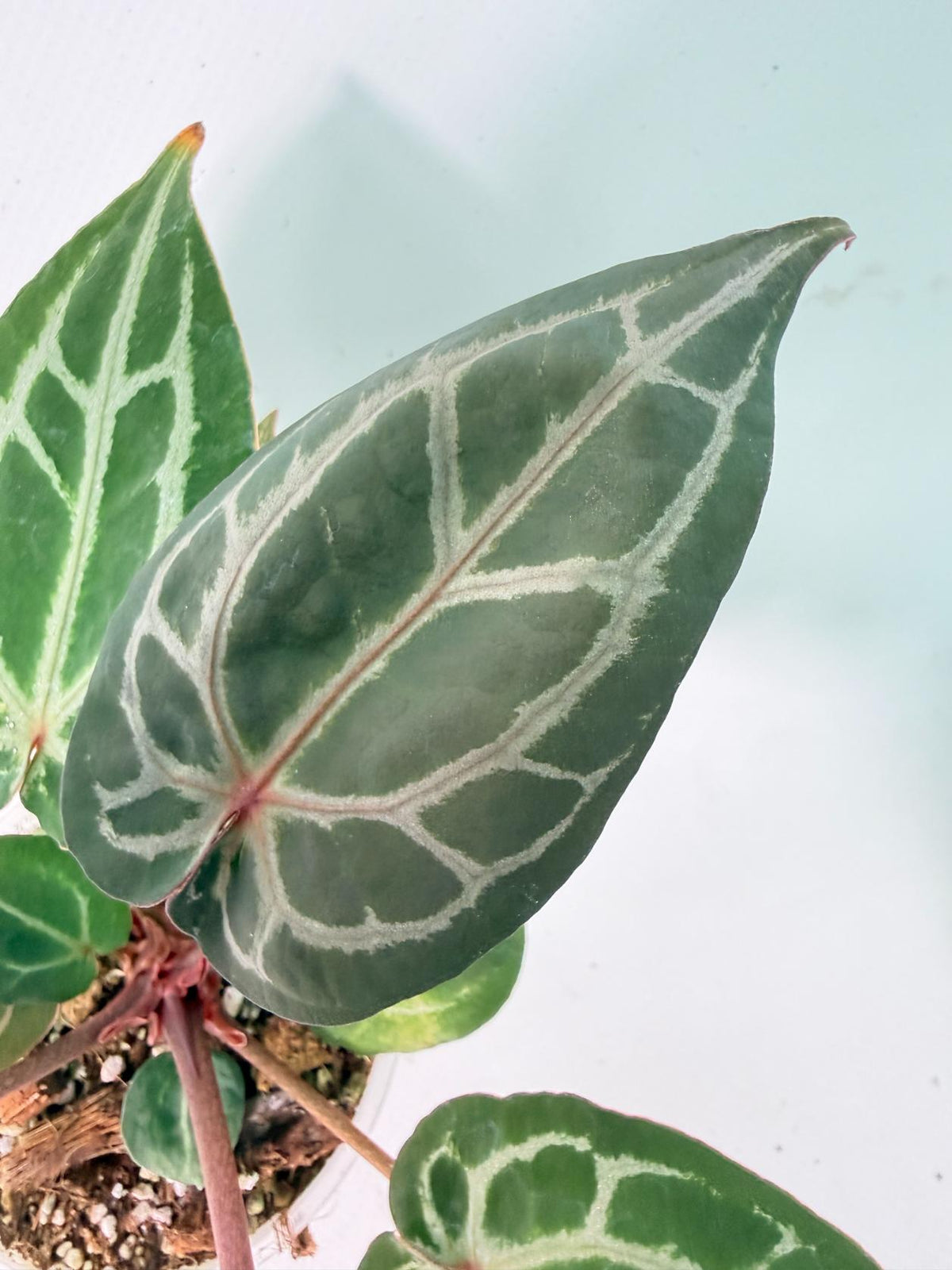 Anthurium Michelle 04