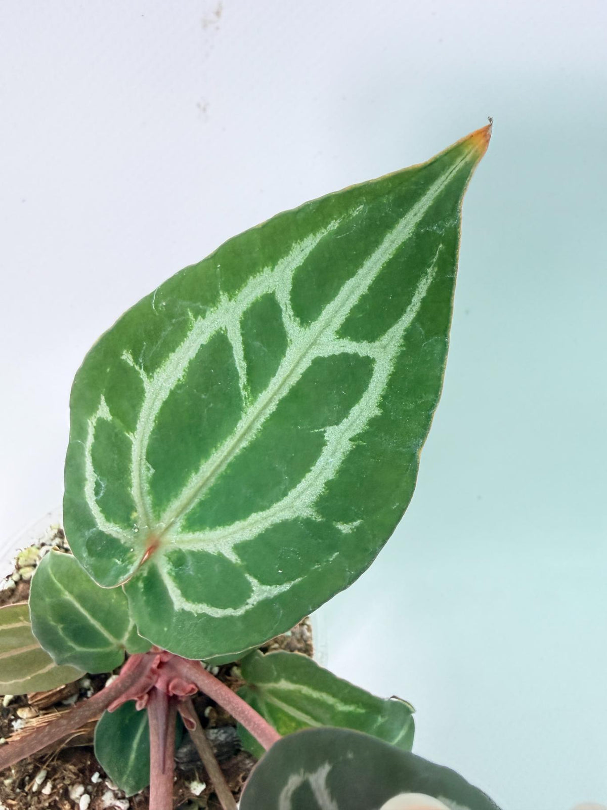 Anthurium Michelle 05